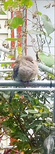 snoring 😴 💤 windy day..!! #shorts #mourningdove #birdlovers #naturephotography #birdfeeder #birds