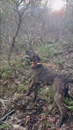 BEAR HUNTING WITH HOUNDS! #hunting #hounds #dogs #bear #oso #treed #huntingdog #workingdog #hiking