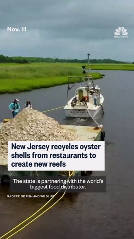 New Jersey creates reefs from recycled oyster shells