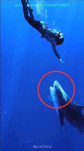 Bull Shark: The Most Dangerous Shark You’ve Never Heard Of! #SharkFacts