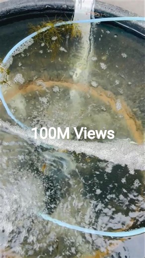 💯 INSANE Brine Shrimp Hatch Rate! | Best Live Food for Fish | DIY Artemia at Home 🦐🐠/ #100millon