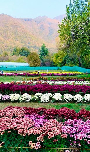 Kya hota hai dard e mohabbat ka #Gul_e_dawood #Srinagar | Pogal Paristan Explorer