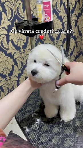 Prea dulce. ❤️ #cute #doggrooming #grooming #cutevideo #fyp #romania #forromania #pentruromania