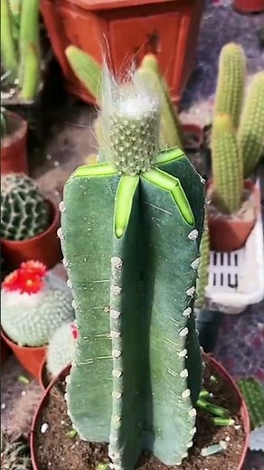 Cactus plants care tips for beginners