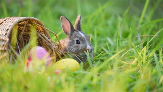 Hop On These Two Chester County Easter Events