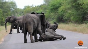Watch an Elephant Herd Help a Baby Calf Get Up After Collapsing