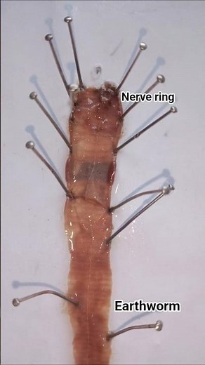 Earthworm dissection #zoology practical