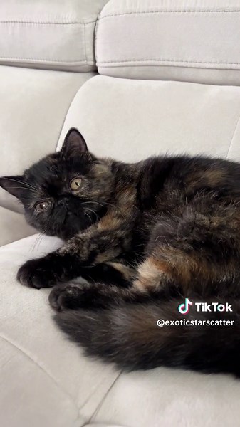 exoticstarscattery on TikTok