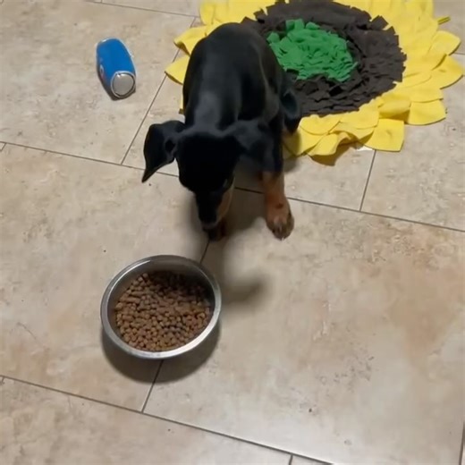 Desert Harbor Doberman Rescue of Arizona on Reels