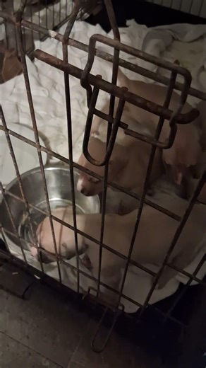 Apbt puppies for sale #apbt #gamedogs #ggmkennels #pitbullpuppies