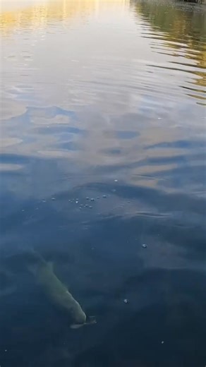 This 5 and a half pounder smoked the strike king spinnerbait. #ladybirdlake #atxfishing #urbanbass #spinnerbait | Fishing Frog