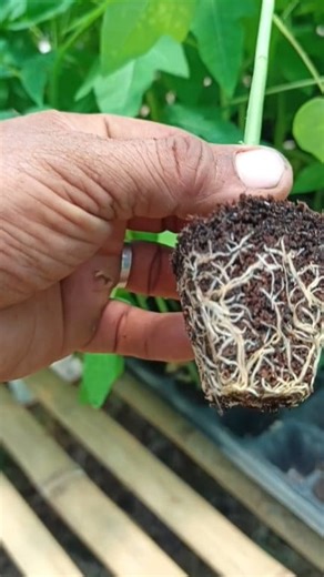 11K views · 144 reactions | Redlady papaya SEEDLINGS #RedLadyPapaya | FARMilia | Facebook