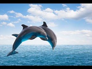 Evolution of Dolphins