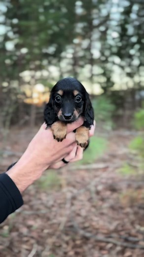 Oo I needed that😆😍 #miniaturedachshund #dogsoftiktok #miniaturedachshundpuppy #puppy #dachshundaddict #fyp #puppytiktok #dachshund #puppydog