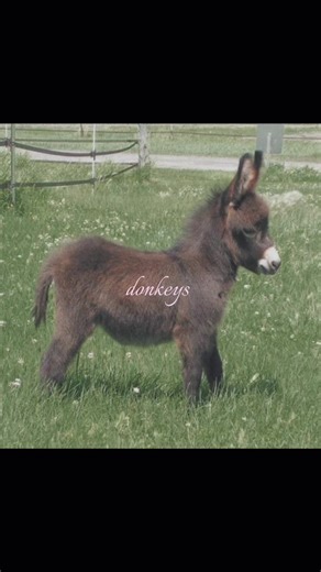 eeyore #donkey #fyp #animal #eeyore #relatable