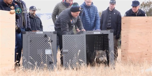 As wolf reintroduction continues, expert talks potential impact on Coloradans