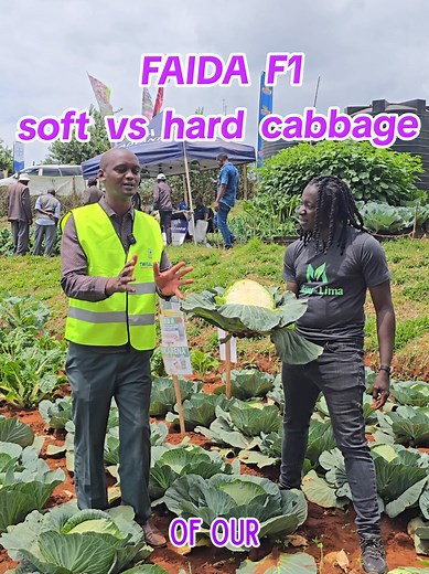 Soft vs Hard Cabbages: Key Differences Explained