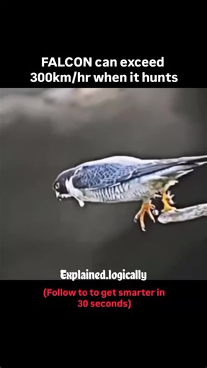 Science | History | Facts on Instagram: "The falcon is nature’s definition of power, precision, and freedom. With razor-sharp vision capable of spotting prey from incredible distances, this majestic bird rules the skies. Its sleek body, powerful wings, and elite hunting skills make the falcon one of the most admired predators on Earth. What truly sets the falcon apart is its unbelievable speed. During a hunting dive known as a stoop, some species can exceed 300 km/h, making them the fastest anim