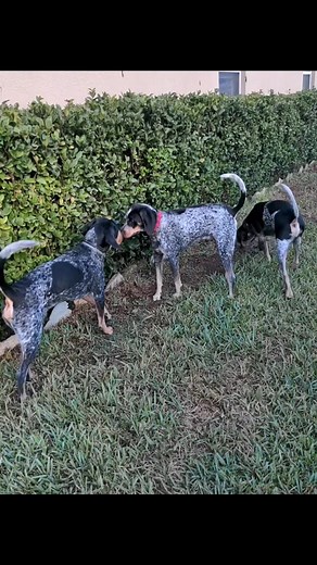 Presenting the Bluetick Oyster Cult! . #bluetickhound #blueticksofinstagram #bluetickcoonhound #bluetickhoundmeetup #coonhoundsofinstagram #coonhound #coonhoundlove #coonhoundlife #hounddog #houndsofinstagram #aintnothingbutahounddog #hounddognation #tampahounds #tampadogs #tampadogsofinstagram #dogsoftampabay #dogreels | Bluetick Coonhound Lovers