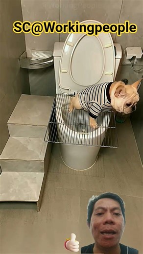 Dog Pee Aid #shorts #animals