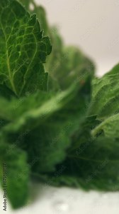 Vertical video of fresh green mint leaves with drops water, rotate in white background. Mint leaf texture in macro. Leaves pattern spearmint herbs