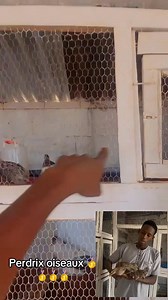 Ladriyaelevage 223 astuces pour le perdrix oiseaux sovage🥇🥇🥇🥇🥇🥇🥇🥇🥇🥇🥇🥇🥇🥇🥇🥇🥇 | Ladriya Elevage