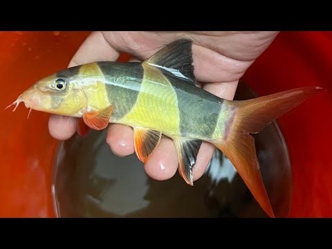 Clown loach | CLown loach full grown | #clownloach #clownloachfullgrown