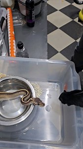 19K views · 42 reactions |  #royalpythons #ballpythonlove #beardeddragon #reptilebreeder #snek #morph #leopardgecko #petsnake #herpetology #animal #morphs #cornsnake #snakelove #reptilelove #livingart #ballpythonofinstagram #snakelovers #reptilesofinsta #serpent #ballpythonsnake #nature #ballpythonlover #babyballpython #snakesofinsta #crestedgecko #ballpythonmorphsofinstagram | Xclusive ball pythons | Facebook