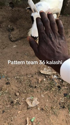 Engaging Pattern Play with Active Team Dynamics