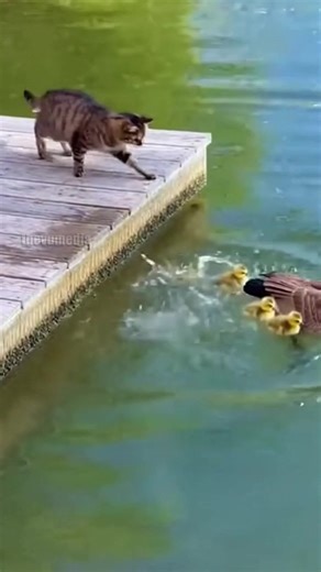 Incredible Mother Goose Gives Drowning Cat A Ride! #animals #nature #rescue #goose | Paul Vu