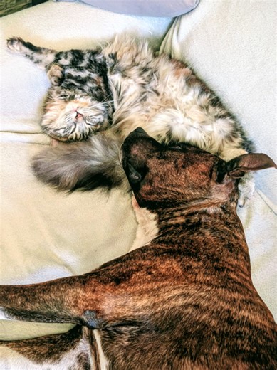Sich wie Hund und Katze benehmen? 🤷🏼‍♂️ Vielleicht sollte man sich daran ein Beispiel nehmen 🍀🫂☺️🐶🐱🥰 Für alle Zweifler, die meinten ich bin verrückt noch ne Katze für Buddy zu holen. Ja, sie lebt auch noch 🤣 Sie ist die Kampfkatze und nicht der Hund 😈 Beste Entscheidung für Beide 🍀🐶🐱💖 Wir wünschen Euch einen wunderschönen und entspannten Abend ✨👨🏼🐶🐱👋🏼🫂🫶🏼🥰🌜 #liebegehtraus #fürdich #bestfriend #loveyou #petlover
