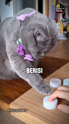 Kucing Ini Punya Ilmu Apa Ya #shortvideo