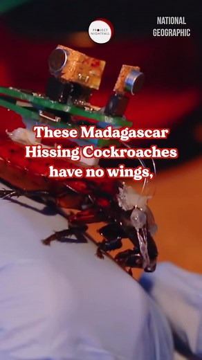 Cockroaches that can save your life? This video will make you love them! #projectnightfall #viral #cockroach #madagascar #hero #japan
