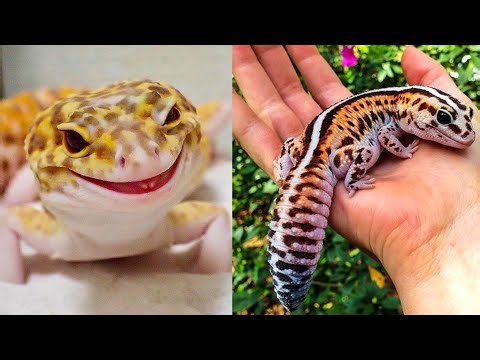 Leopard Gecko: All you Need To Know About