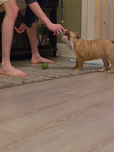 Vicious attack. Watch till the end! #puppy #funny #englishbulldog #fight #cute