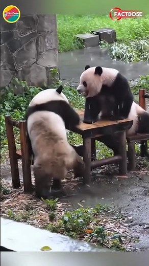 Cute Baby Panda Moments That Will Melt Your Heart 🐼❤️ #Shorts #babypanda