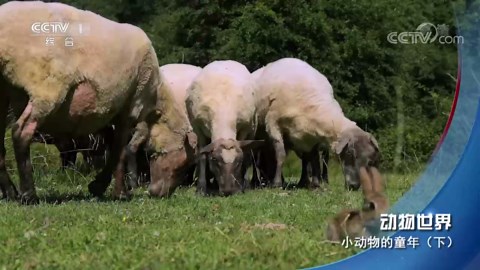 《动物世界》 20221221 小动物的童年（下）