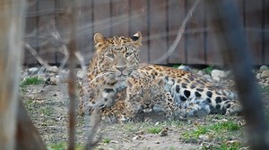 194K views · 9.5K reactions | Téged is vár Mulan, a kisleopárd!   Mulan the leopard cub awaits you all!  | Zoo Debrecen | Facebook