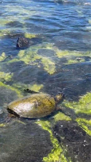 Sea Turtle in Crystal Clear Hawaii Tide Pools 🐢🌊
