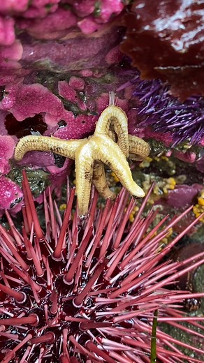 Fascinating Facts About Sea Stars: Survival Out of Water