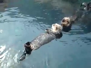 195K views · 8.1K reactions | Otters holding hands | Otter | Facebook