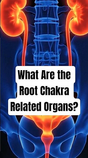 What the ROOT CHAKRA ORGANS? Spiritual Anatomy