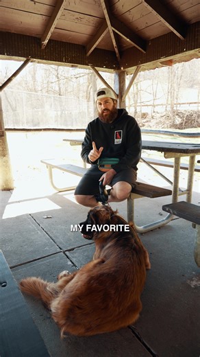 The Pros and Cons of Dog Parks