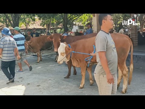 Price of Doroan Female Cows Ready for Mating at Ambarketawang Cattle Market, Jogja!!