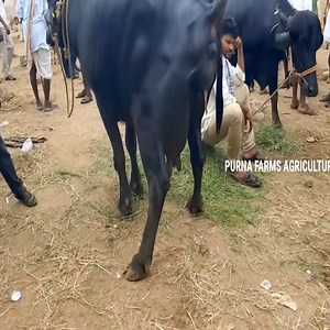 2.5K views · 12 reactions | Buffalo giving birth a Calf | USA VTZ | Facebook