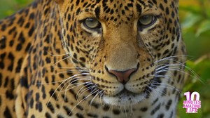 Is This Leopard Tracking Movement?