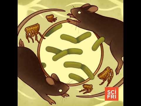 Why Is Bubonic Plague Still With Us?