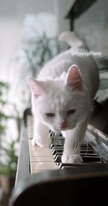 Cat Plays the Piano 🎹 | Adorable White Cat Makes Beautiful Music!" #fuzzyflare #cute