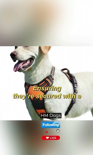 🐶🚗 Dogs on Cars: Adorable Pups Riding in Style! 🐾