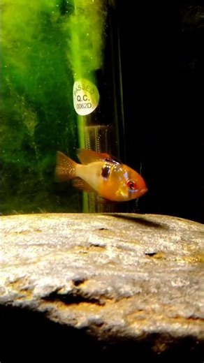 Blue German Ram. Fresh Water Aquarium. Cichlid. Algea.